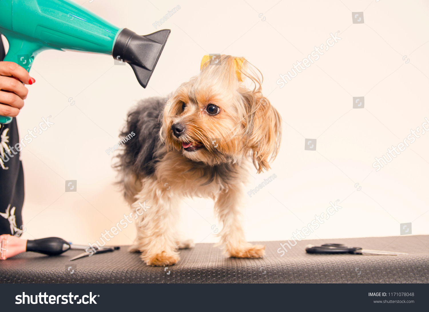 Cute Yorkie Dog Groomer Royalty Free Stock Image