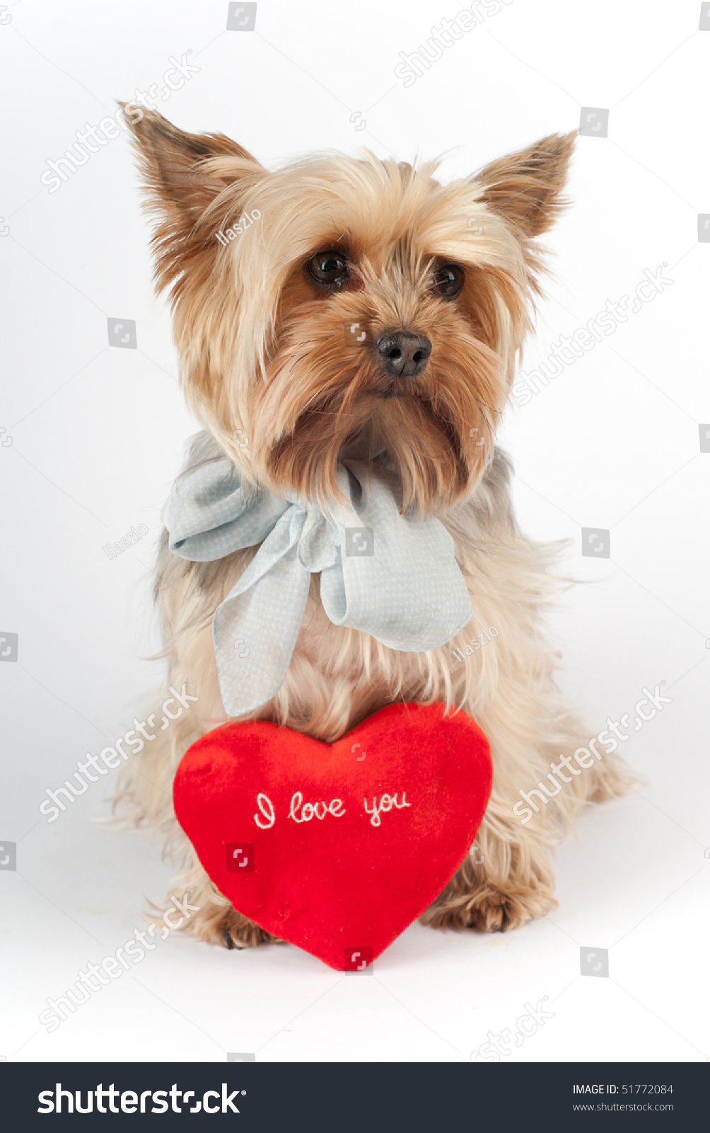 Cute Yorkshire Terrier With 