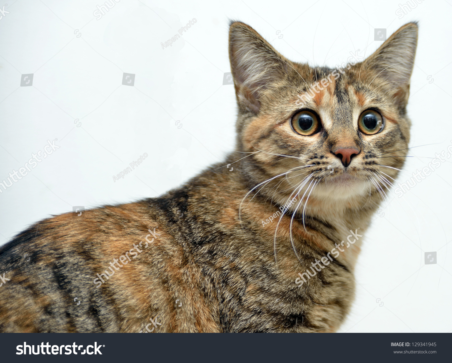 Cute Young Domestic Short Hair House Stock Photo 129341945 - Shutterstock