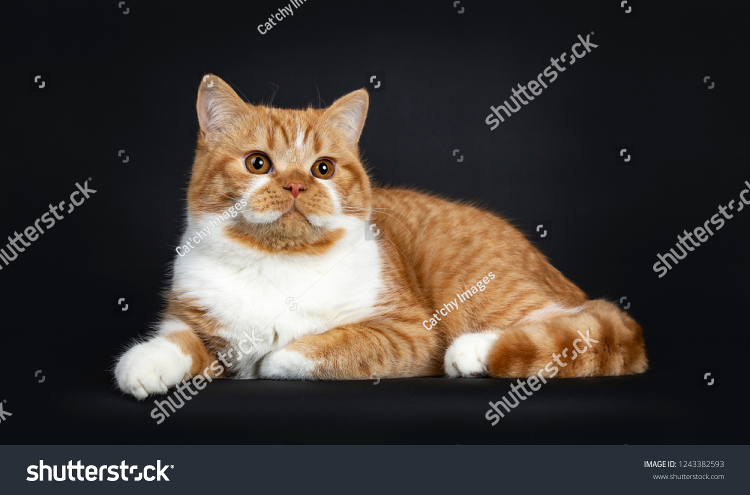 Cute Youngster Red Tabby White British Stock Photo Edit Now