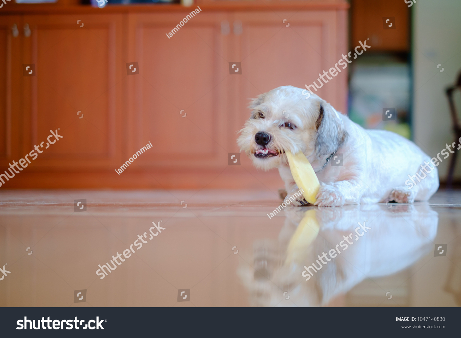 Cutely White Short Hair Shih Tzu Royalty Free Stock Image