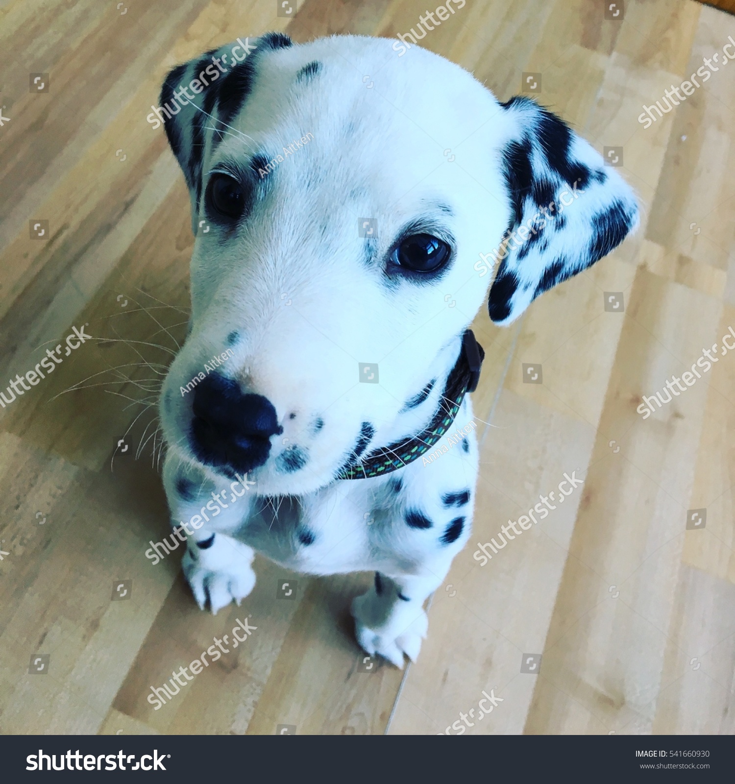 cutest dalmatian