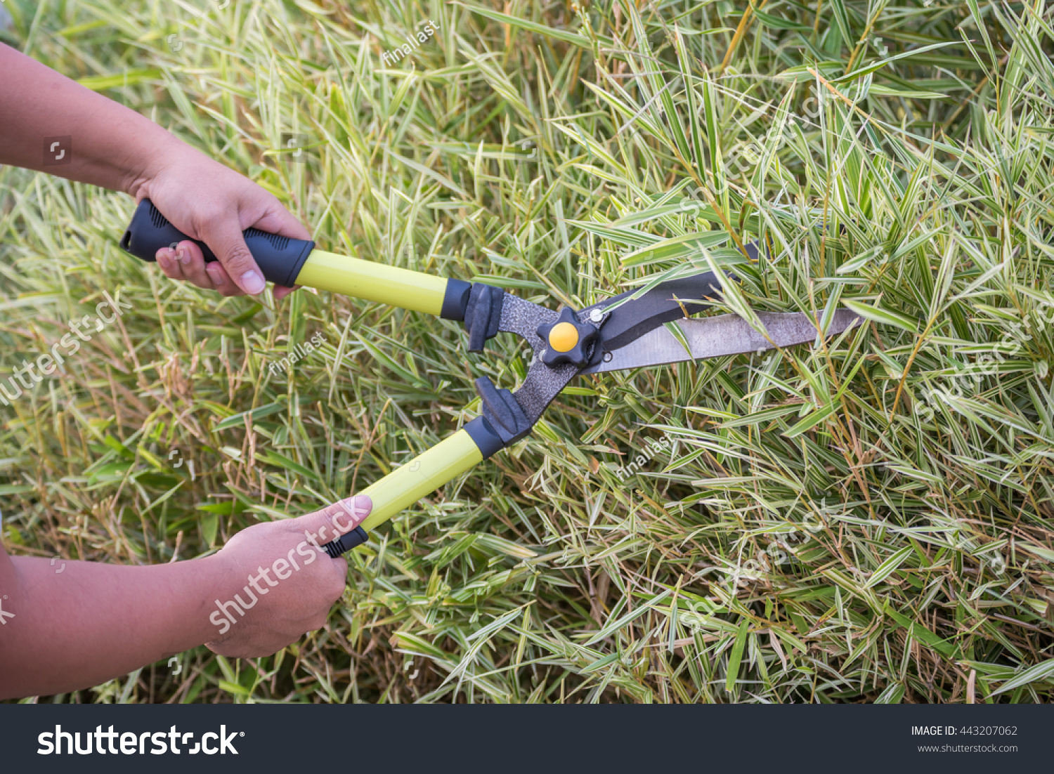 Cutting Grass By Using Shear Clipper Stock Photo 443207062 Shutterstock