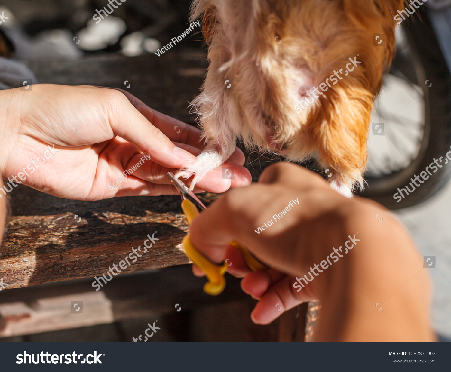 Cutting Guinea Pigs Nail Domestic Guinea Stock Photo Edit Now 1082871902