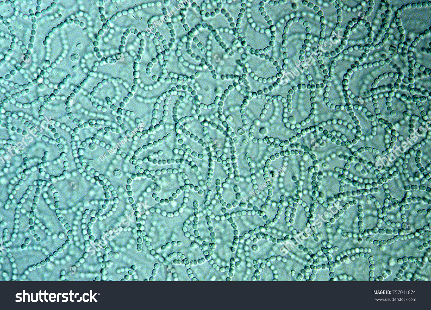 Cyanobacteria Water Stock Photo 757041874 Shutterstock