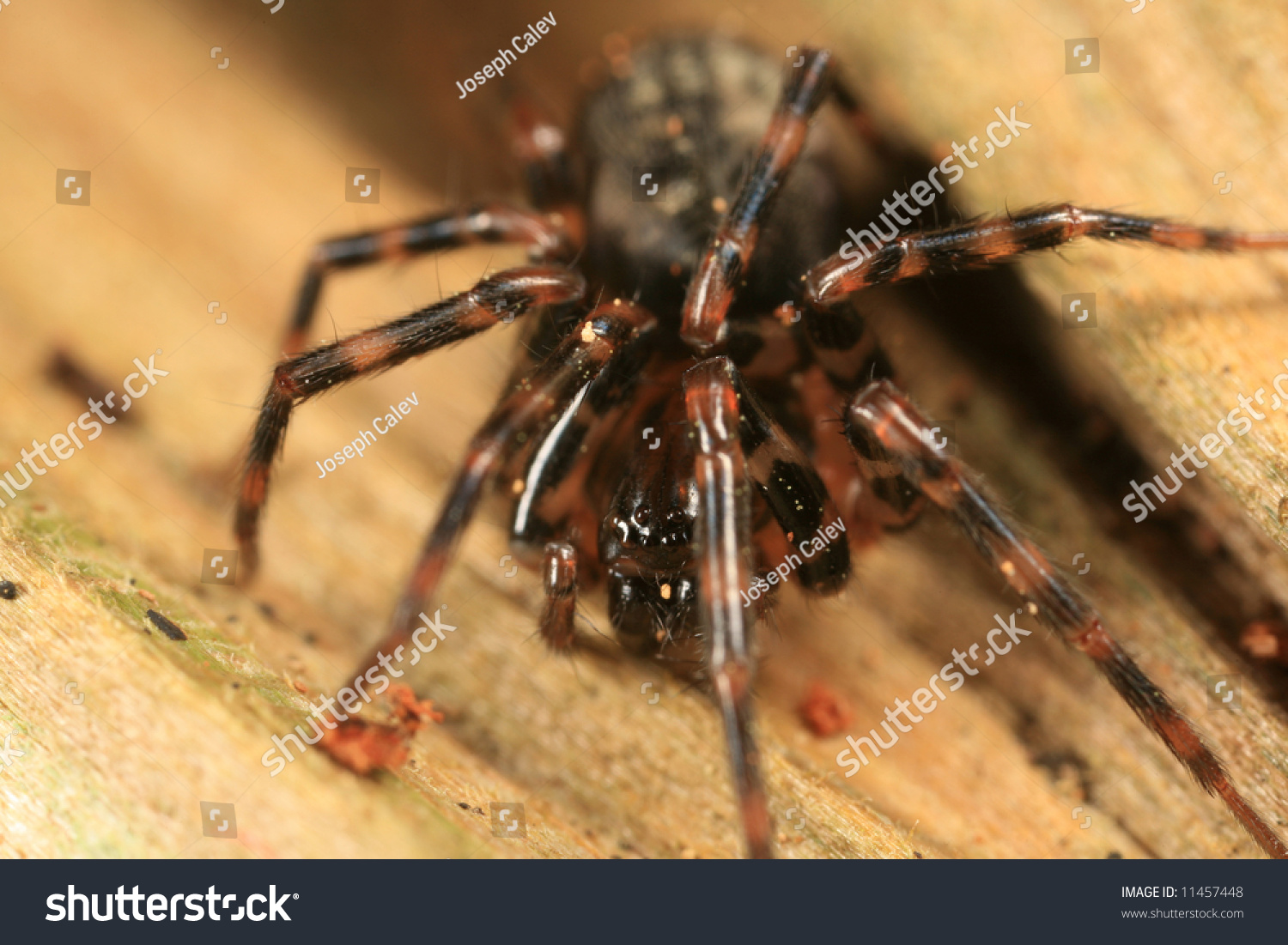 Spider Identification Chart Pacific Northwest