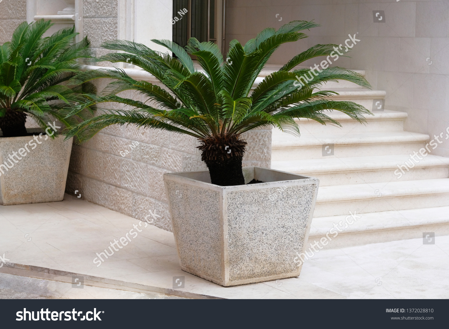 2,578 Cycas revoluta Images, Stock Photos & Vectors | Shutterstock