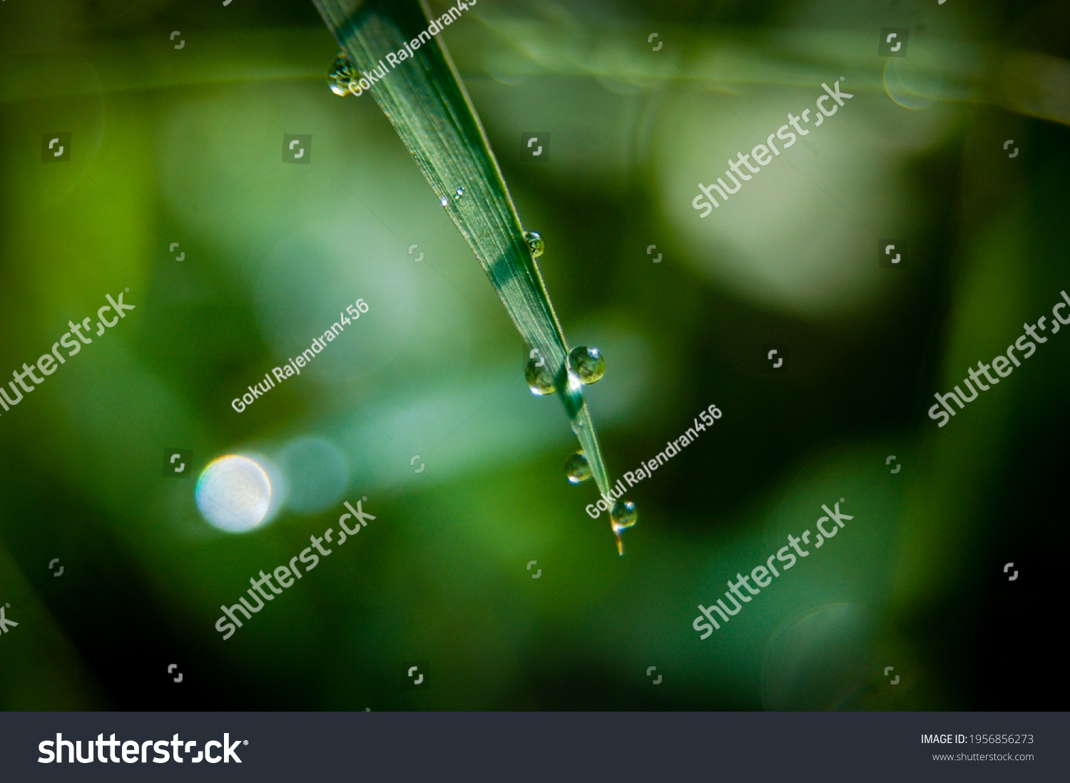 Cymbopogon Martinii Species Native India Indochina Stock Photo ...