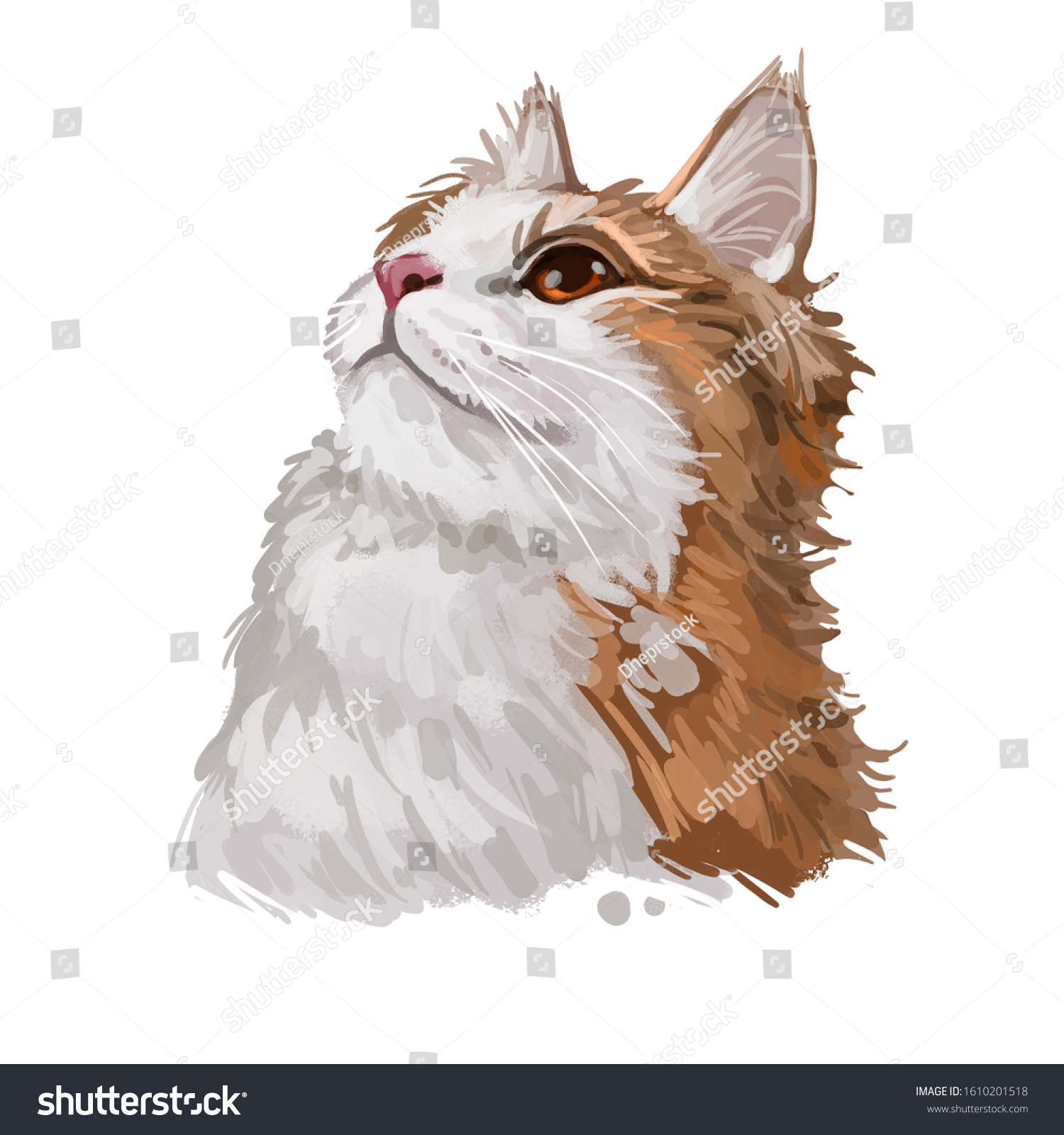 Cymric Longhair Manx Cat Isolated On Stock Illustration 1610201518