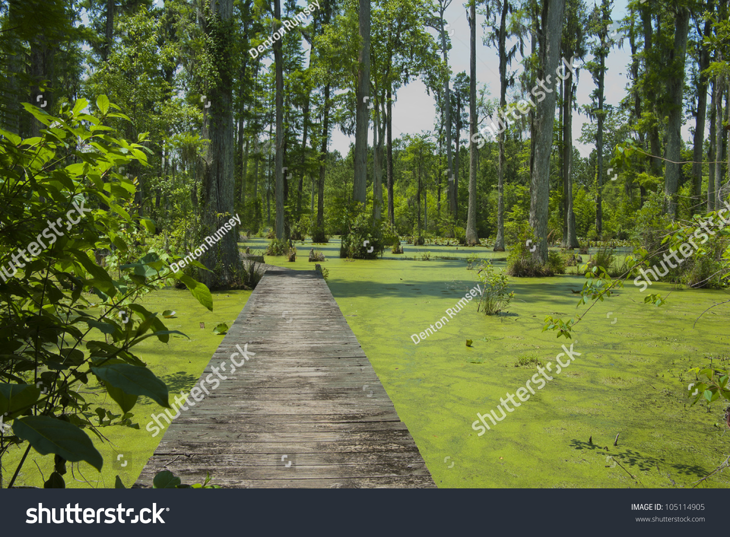 Cypress Gardens South Carolina Stock Photo Edit Now 105114905