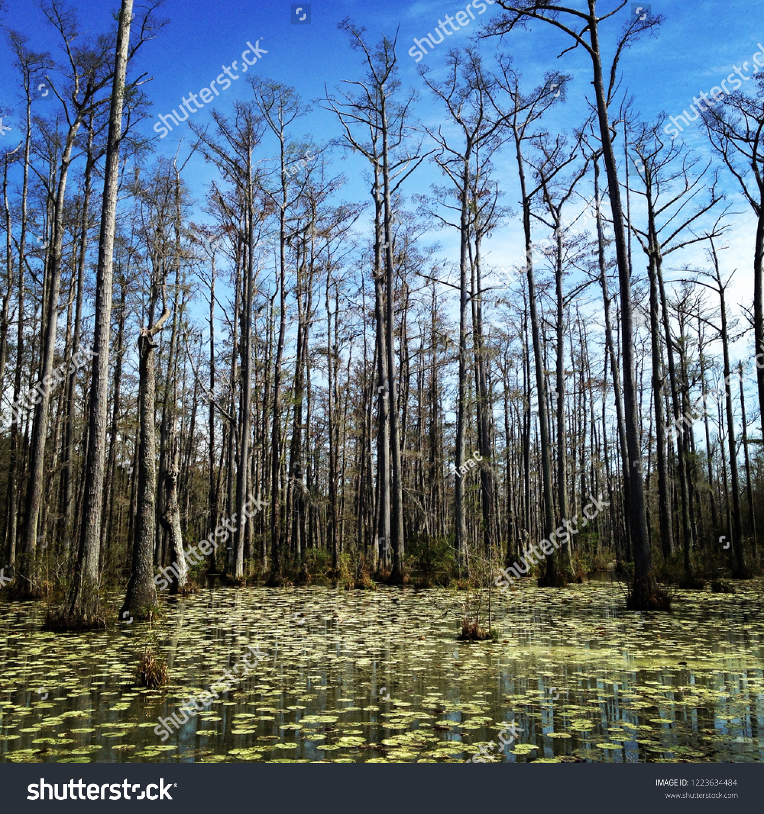 Cypress Swamp Cypress Gardens South Carolina Stock Photo Edit Now