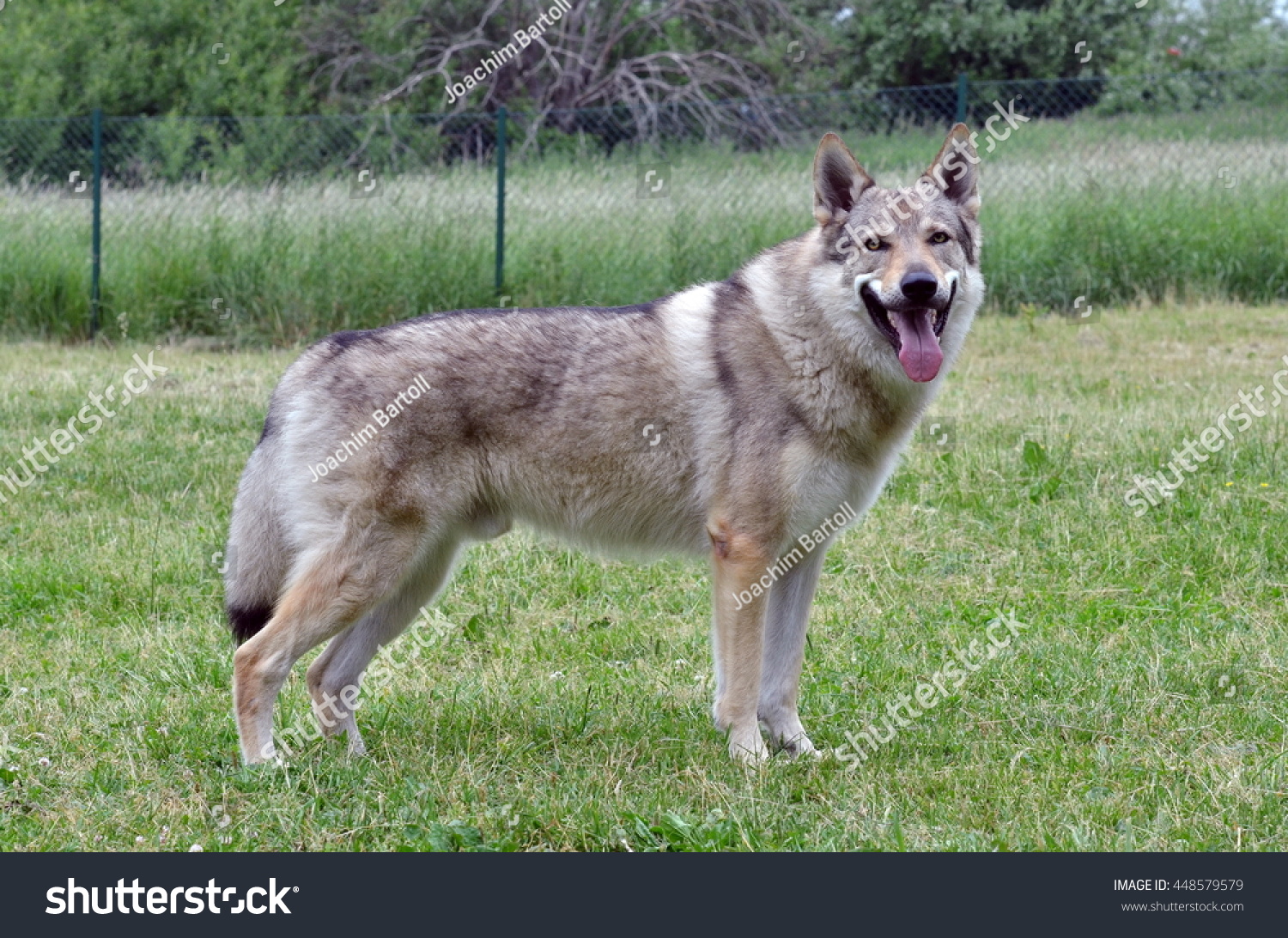 975 Czech wolf dog Images, Stock Photos & Vectors Shutterstock