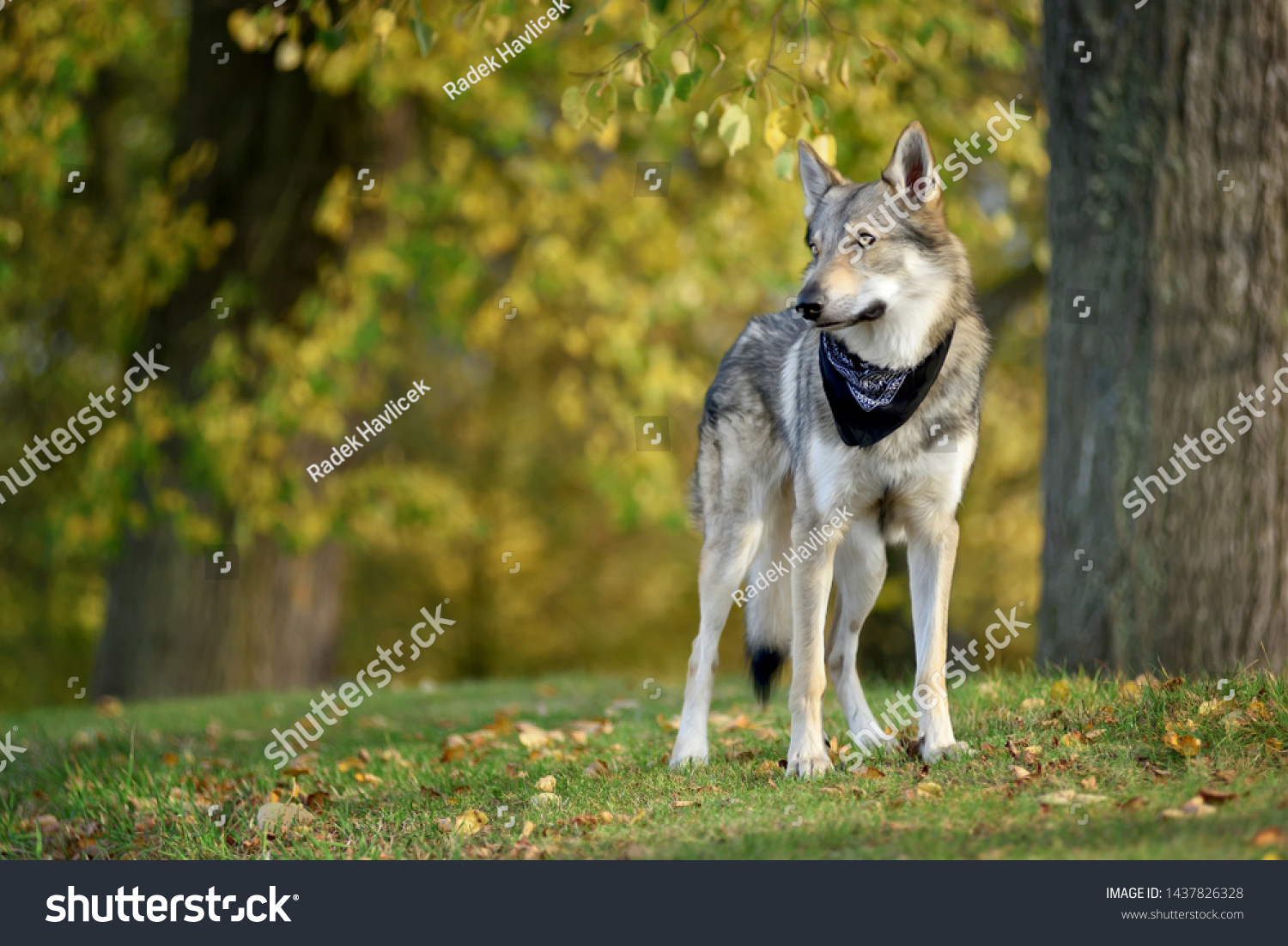 Czechoslovakian Wolfdog Black Scarf On Neck Stock Photo Edit Now 1437826328