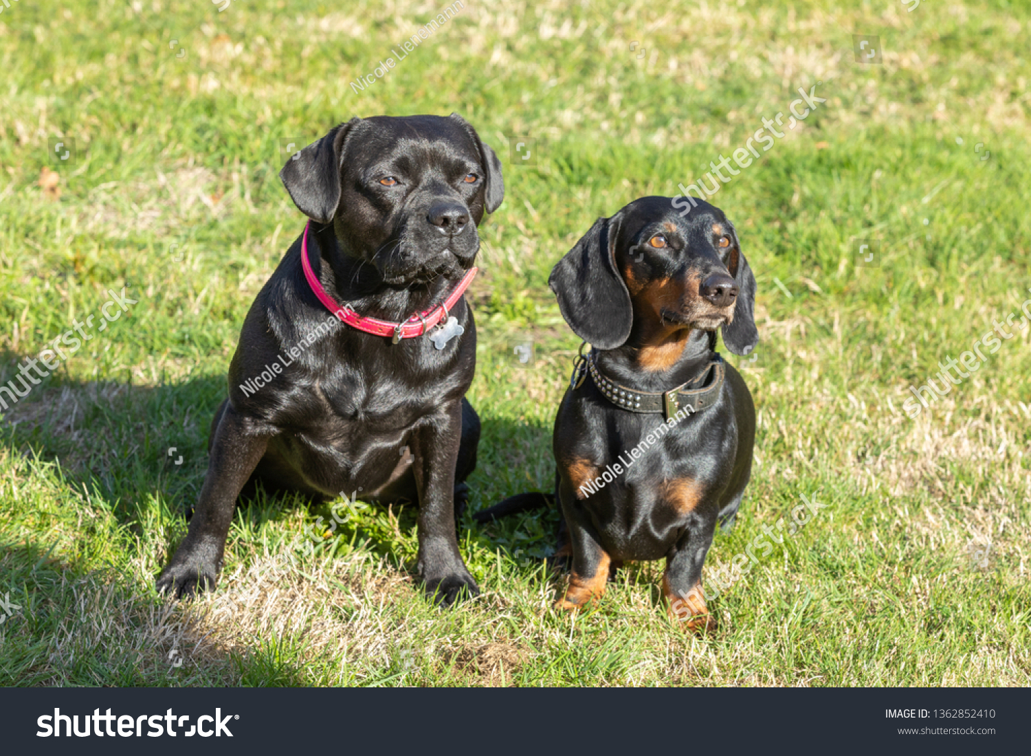 french bull weiner dog