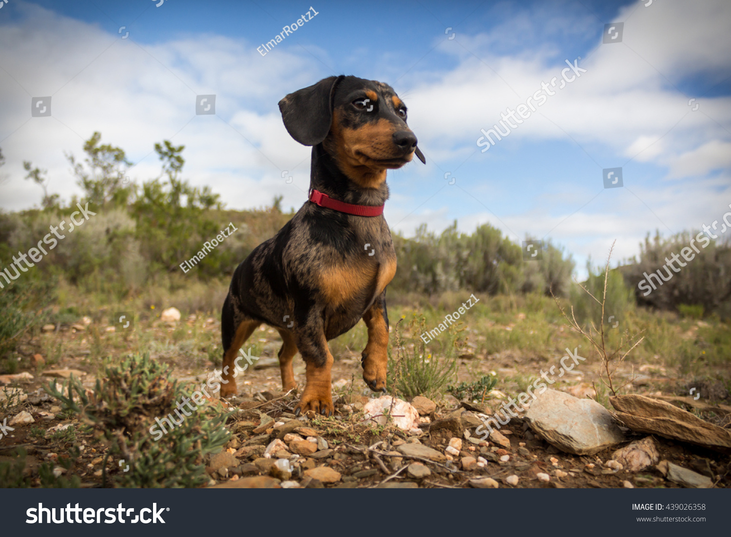 dachshund pointing