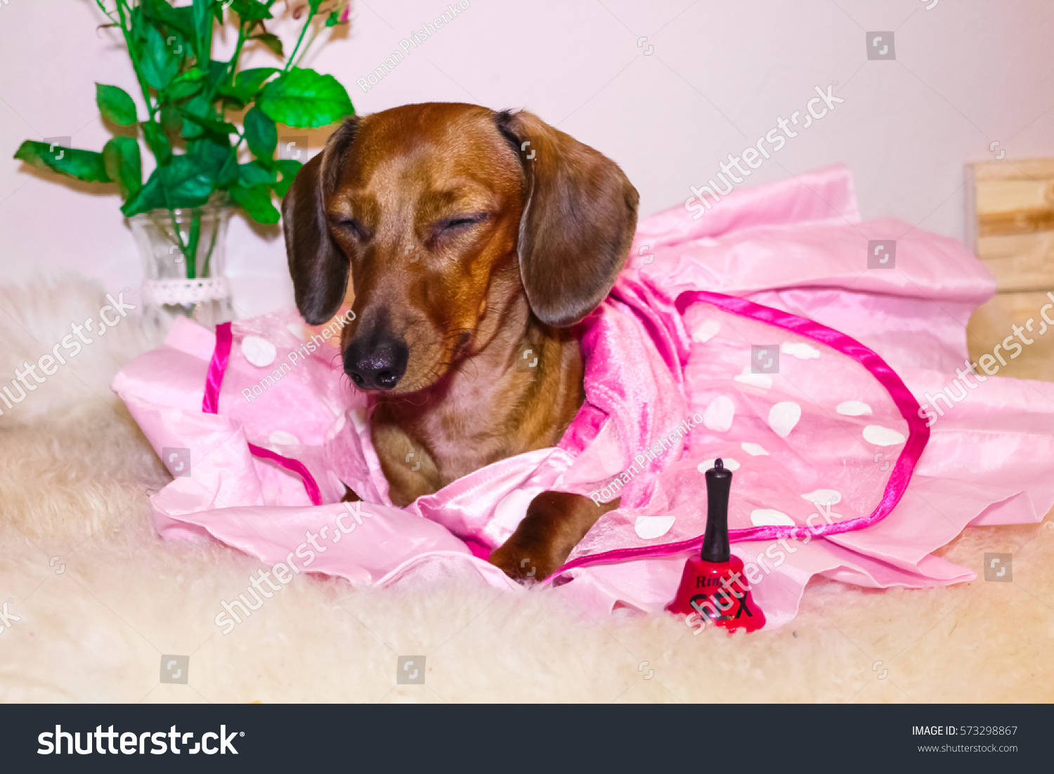 Dachshund Princess Pink Dress Valentines Day Stock Foto 573298867 Dachshund Princess Pink Dress Valentines Day Stock Foto 573298867