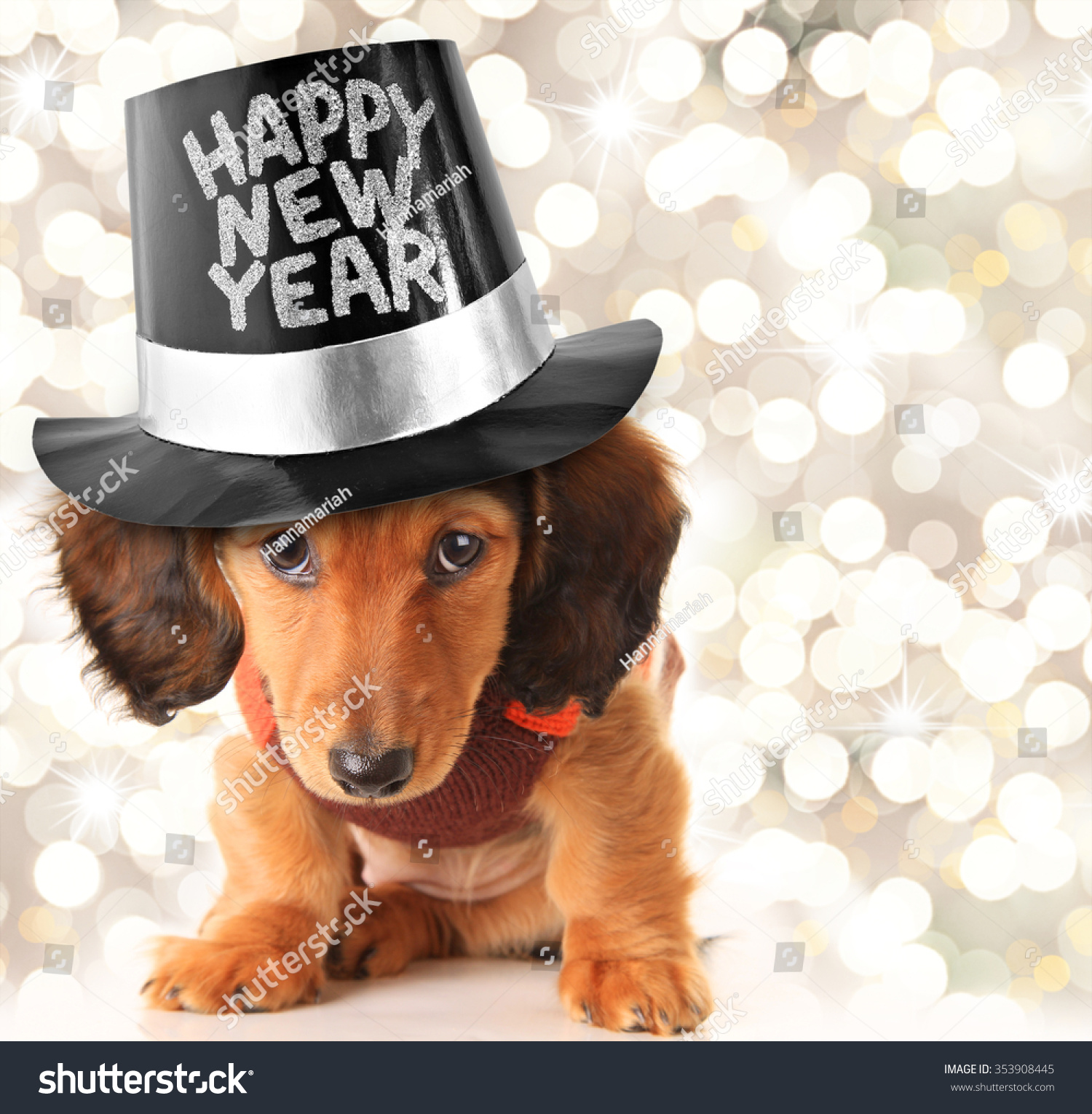 Dachshund Puppy Wearing Happy New Year Stock Photo (Edit Now) 353908445