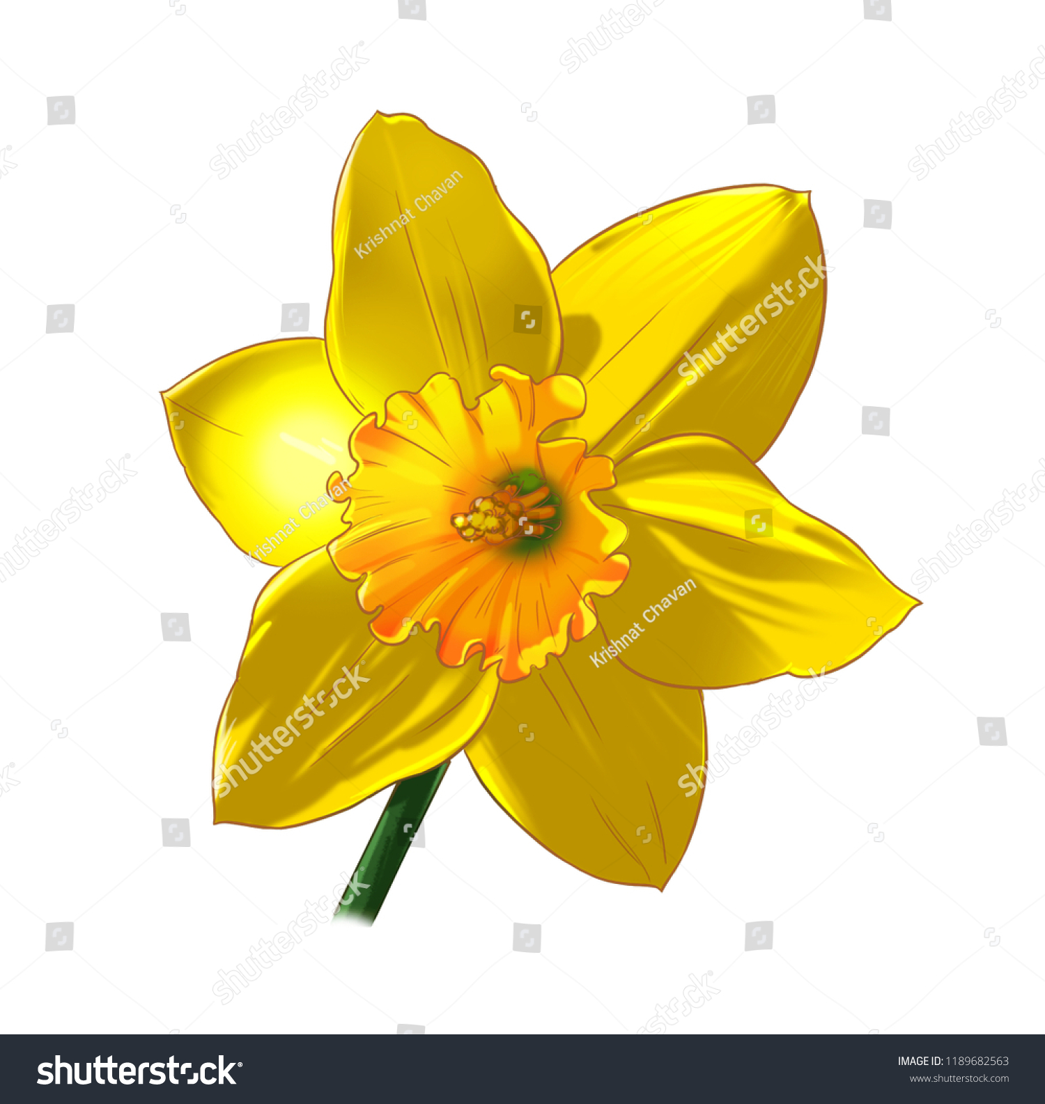 Daffodil Flower Illustration Daffodil Flower Graphic Stock Illustration ...