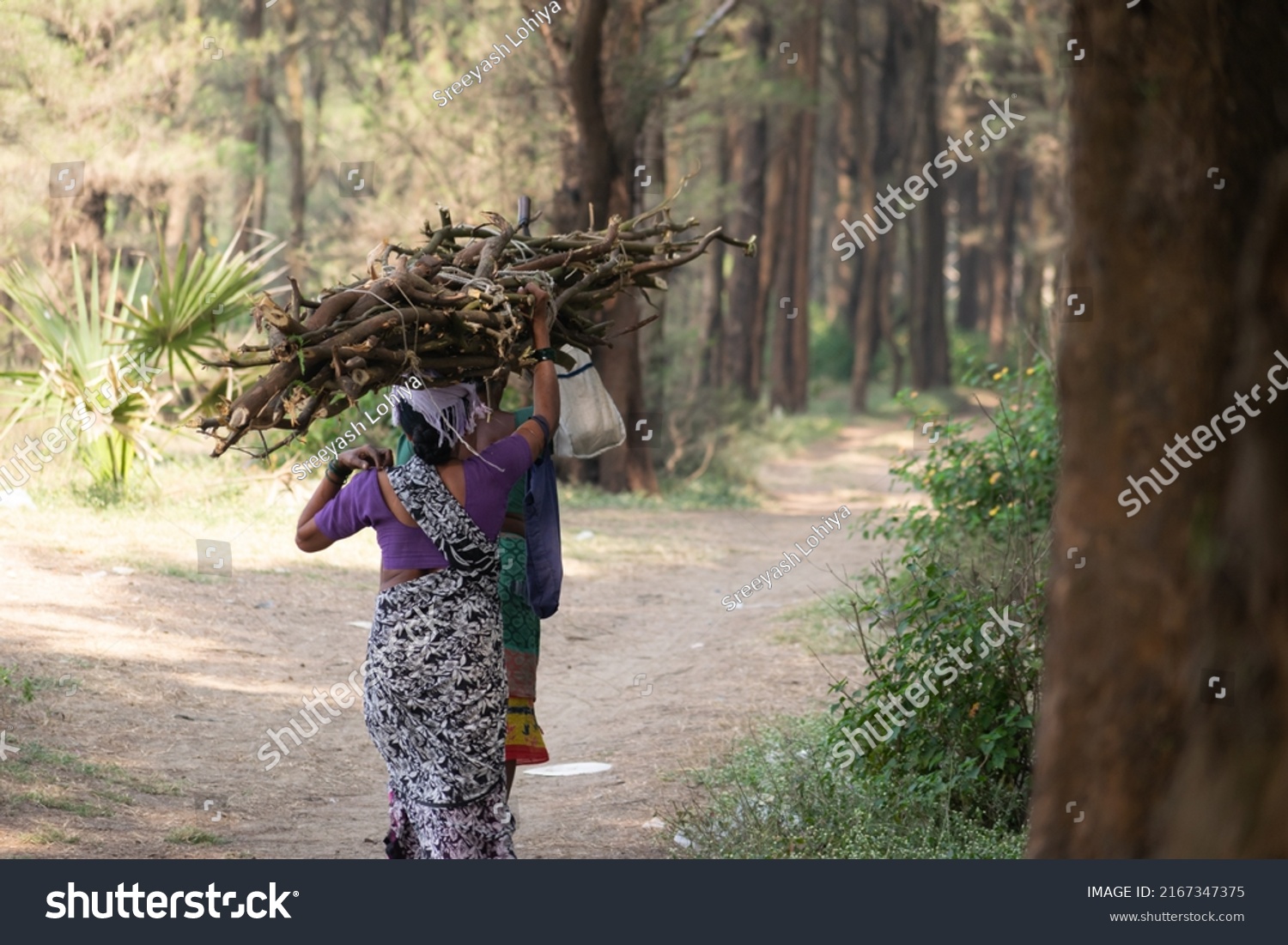 204,836 Forests india Images, Stock Photos & Vectors | Shutterstock