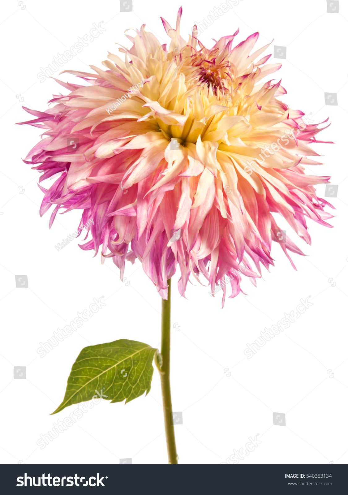 Dahlia Flower Isolated On White Background Stock Photo 540353134 ...