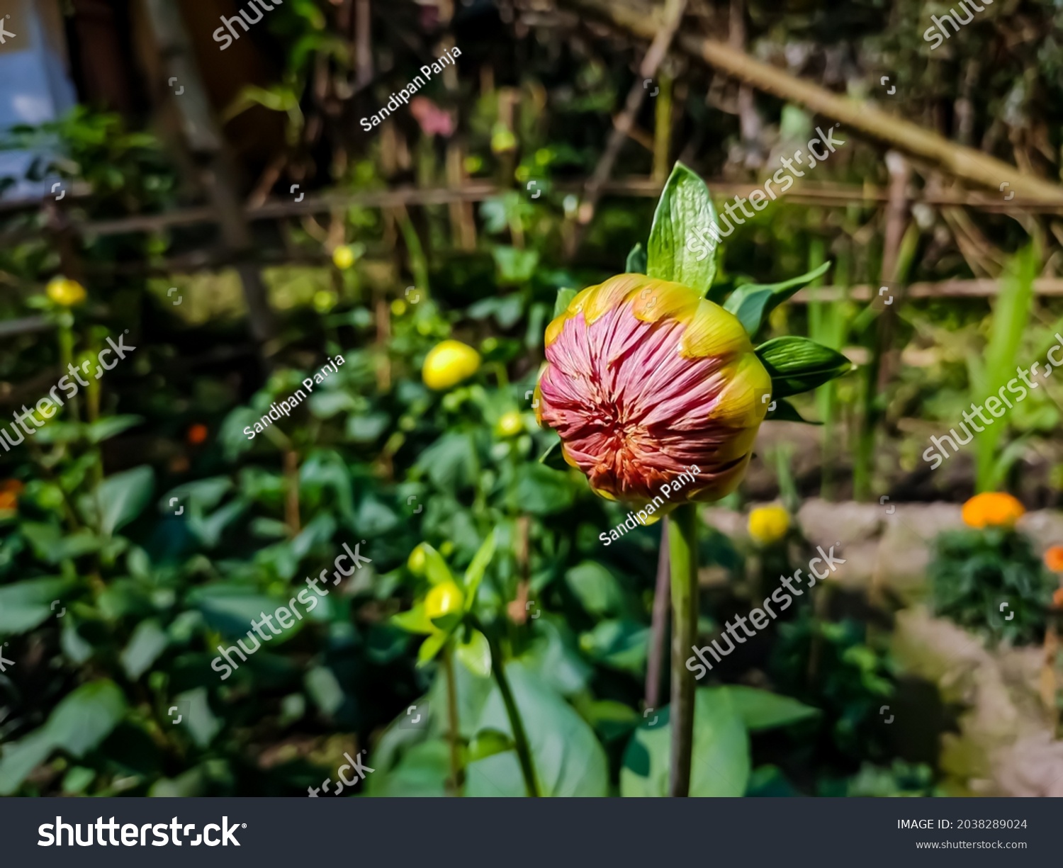 dahlia-genus-bushy-tuberous-herbaceous-perennial-stock-photo-edit-now