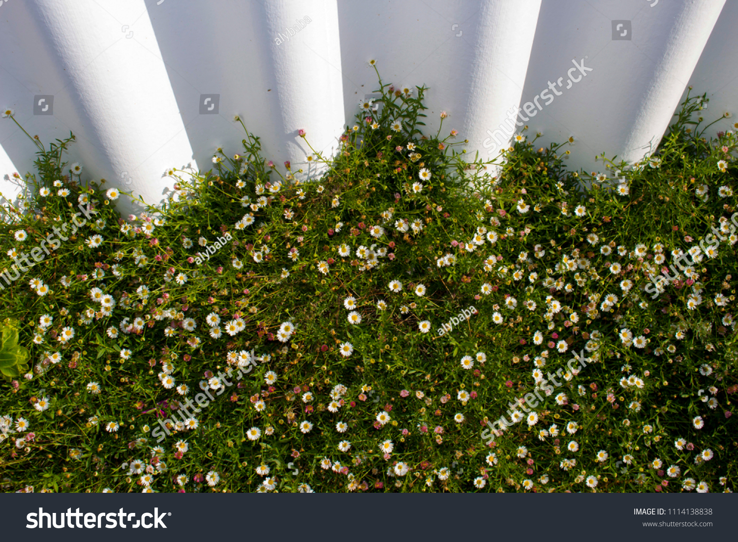 Dainty Pink White Swan River Daisies Stock Photo Edit Now 1114138838