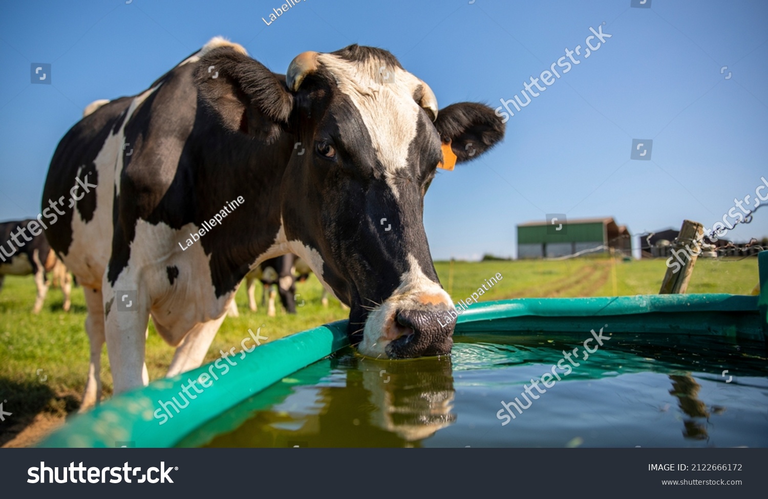 Dairy Cow Countryside Drinking Trough Stock Photo 2122666172 | Shutterstock