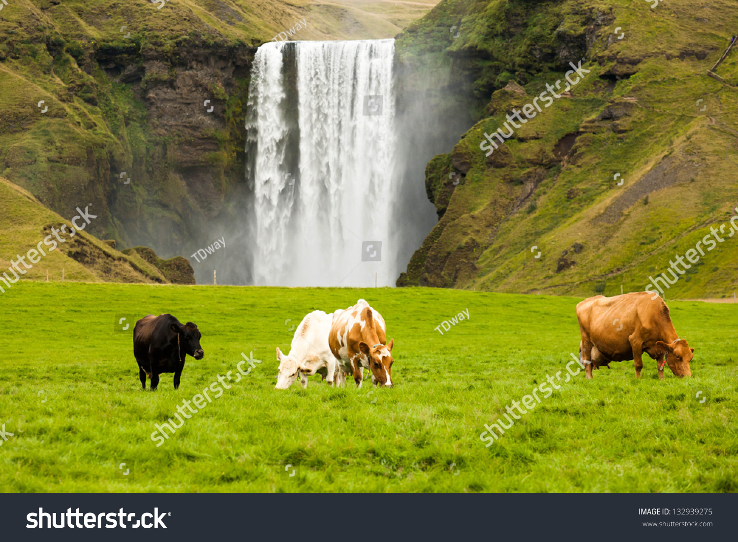 Dairy Cows Grazing On Green Grass Near The Waterfall Iceland Stock ...