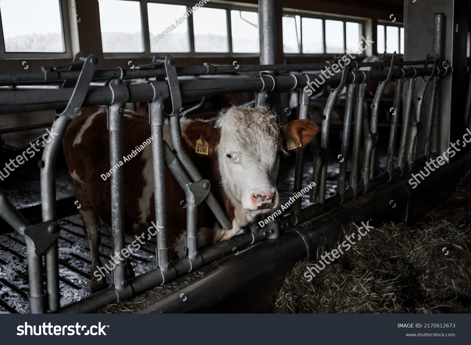 Dairy Farm Simmental Cattle Feeding Cows Stock Photo 2170612673