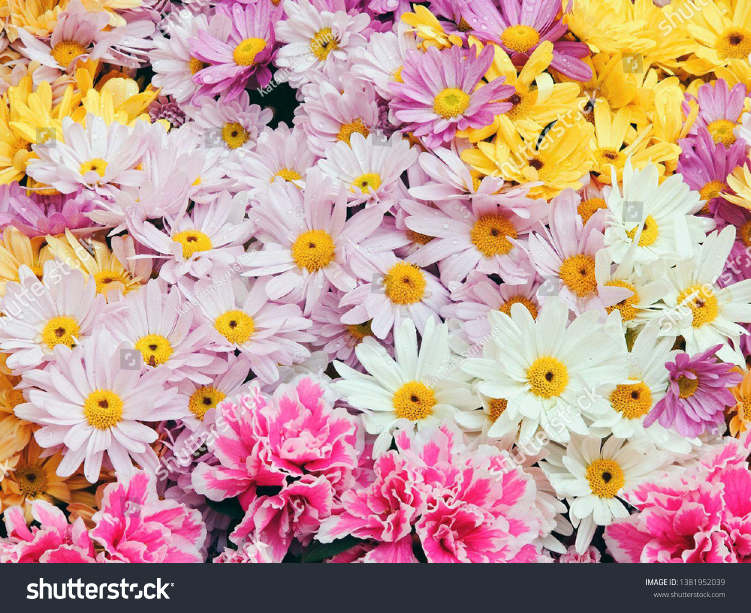 Daisy Flowers Background Pink Purple Yellow Stock Photo Edit Now