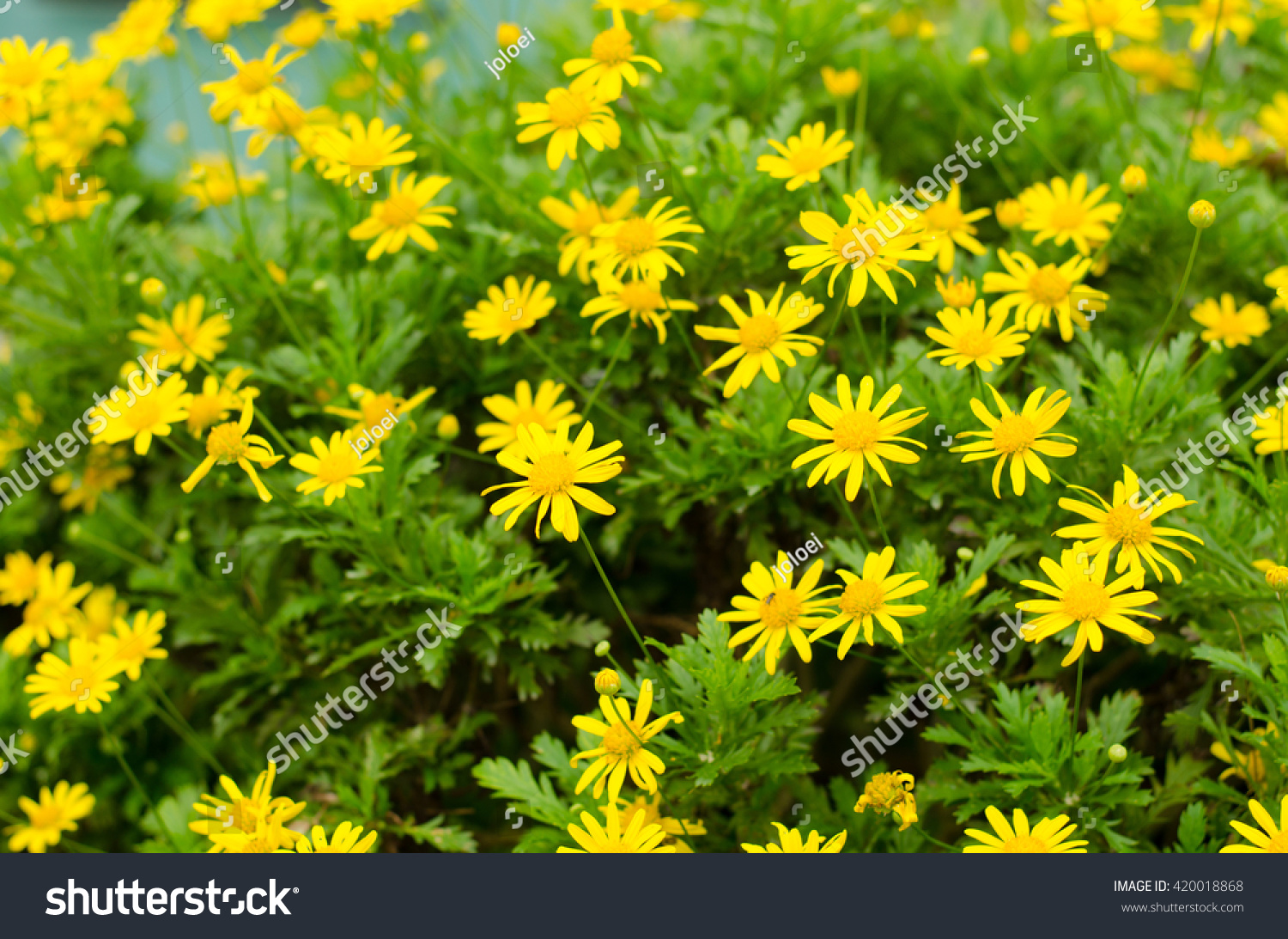 Daisy Flowers Blooming Penang Hill Malaysia Stock Photo Edit Now 420018868