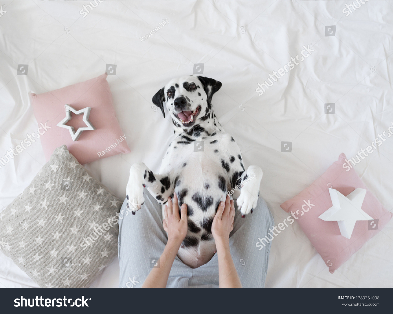 Dalmatian Dog Lying On Her Back Animals Wildlife Healthcare