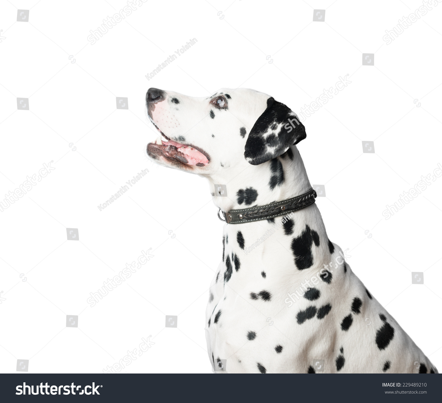 black dalmatian with white spots