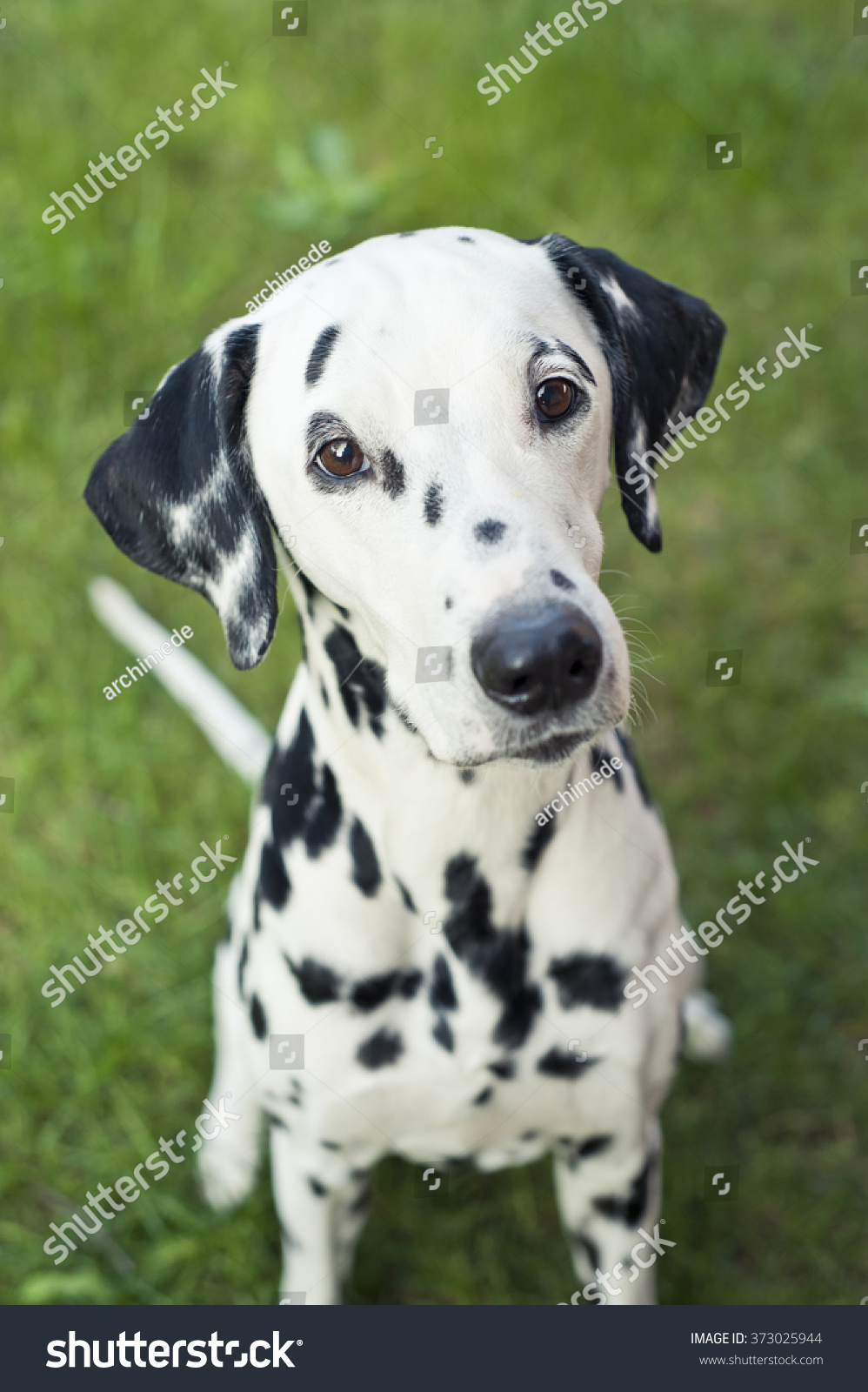 Dalmatian Portrait Stock Photo 373025944 : Shutterstock