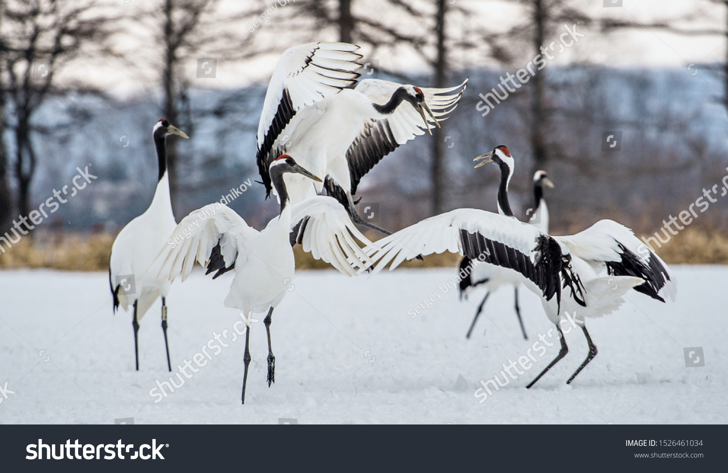 Dancing Cranes Ritual Marriage Dance Cranes Stock Photo 1526461034 ...