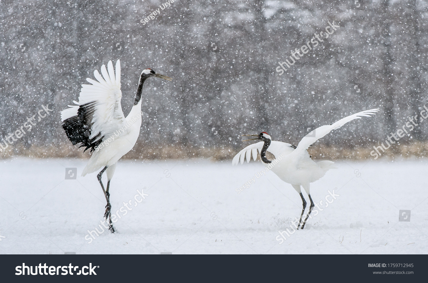 24,813 Snow crane Images, Stock Photos & Vectors | Shutterstock