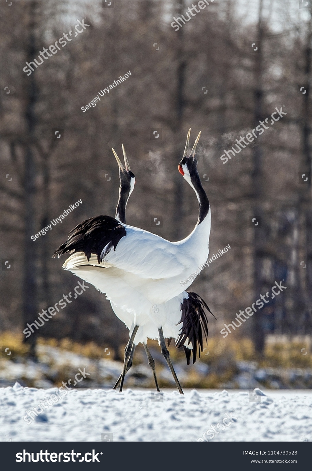 14,245 Cranes hokkaido Images, Stock Photos & Vectors | Shutterstock