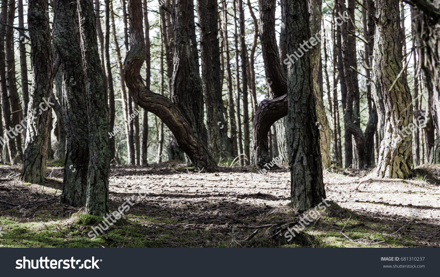 Dancing forest Dancing forest