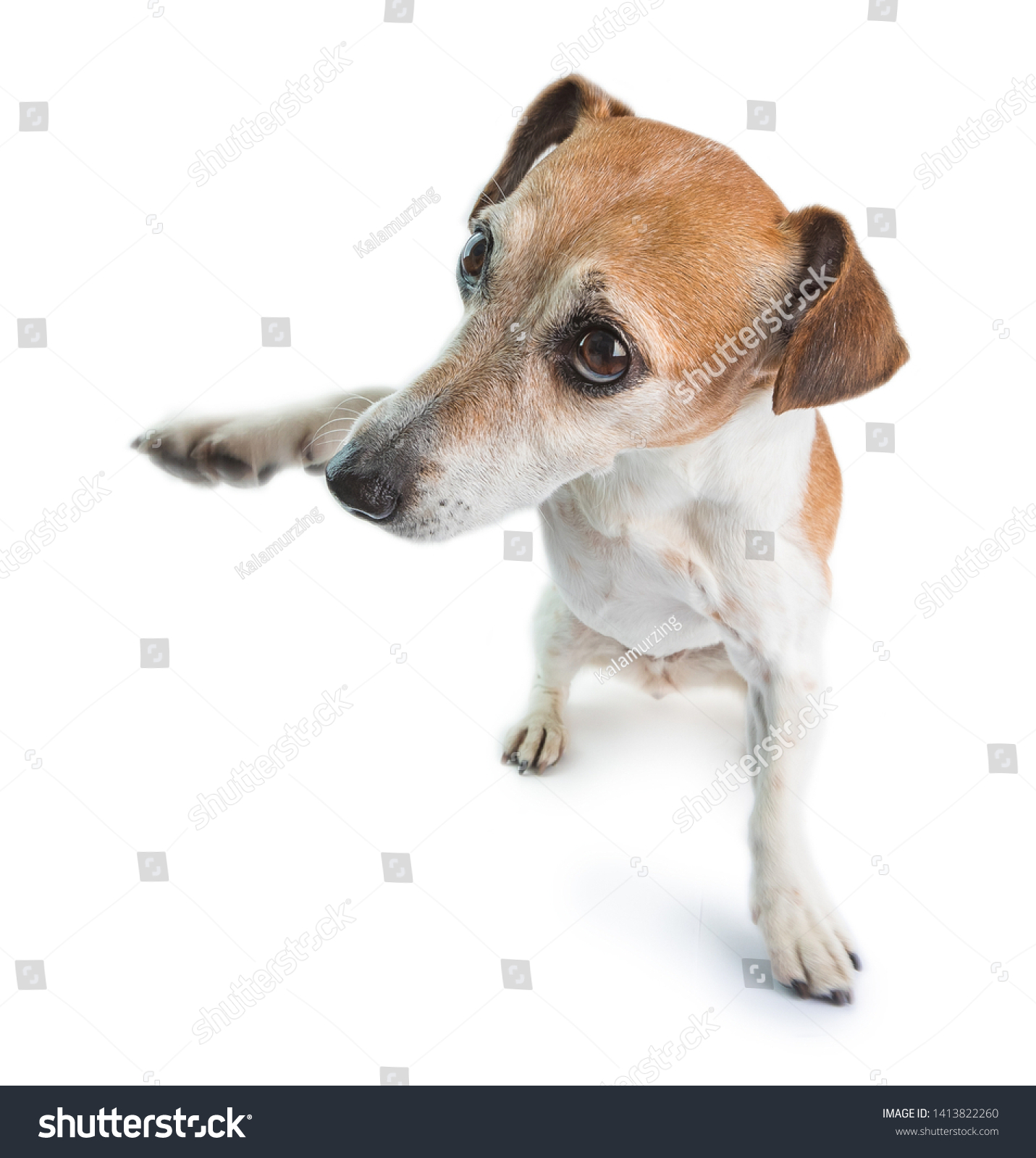 small dog dancing