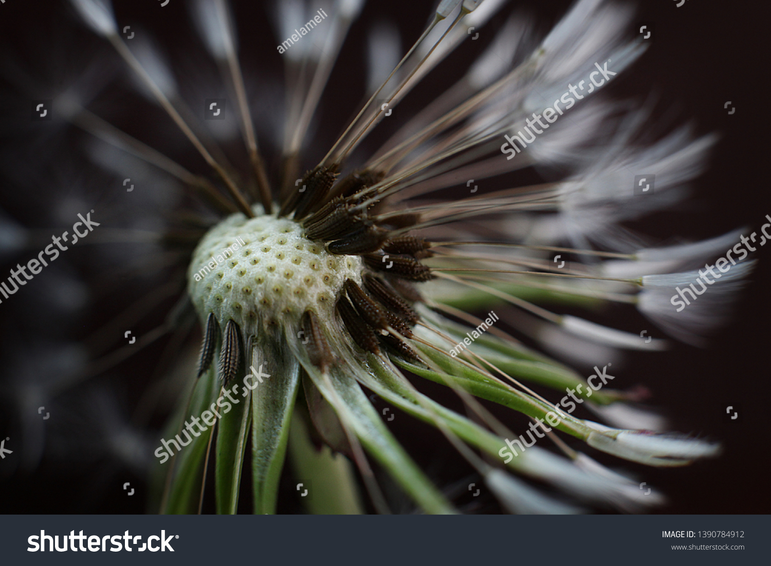 dandelion after rain dark background on backgrounds textures stock image 1390784912 shutterstock