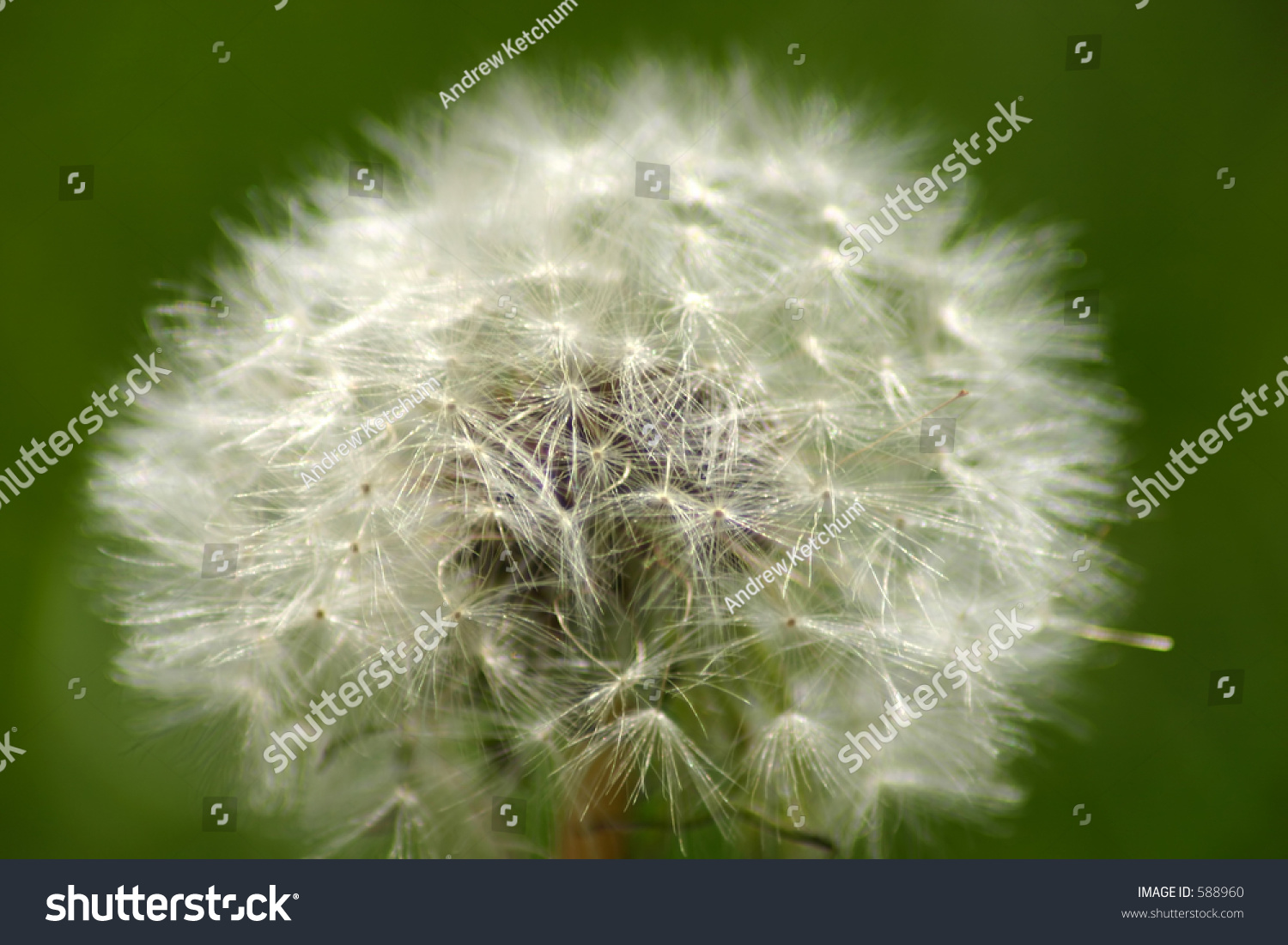 Dandelion Closeup Stock Photo 588960 : Shutterstock