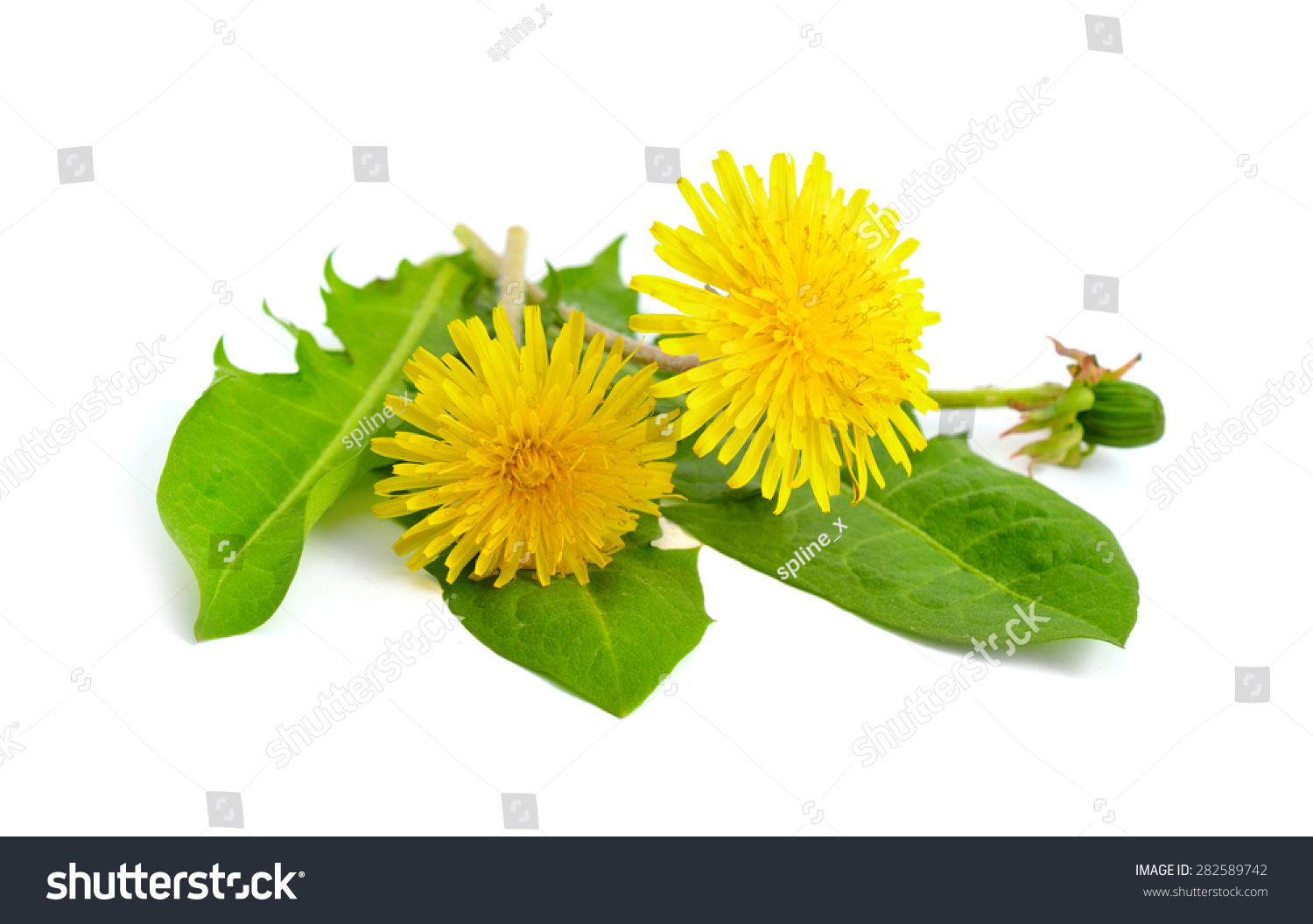 Dandelion Flowers Isolated On White Background Stock Photo 282589742 ...