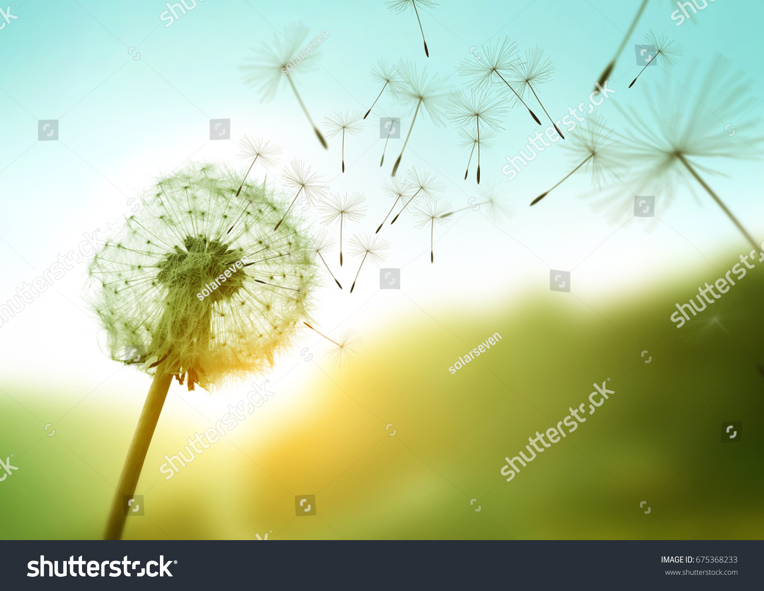 Dandelion Seeds Blowing Wind Across Summer Stock Photo Edit Now 675368233