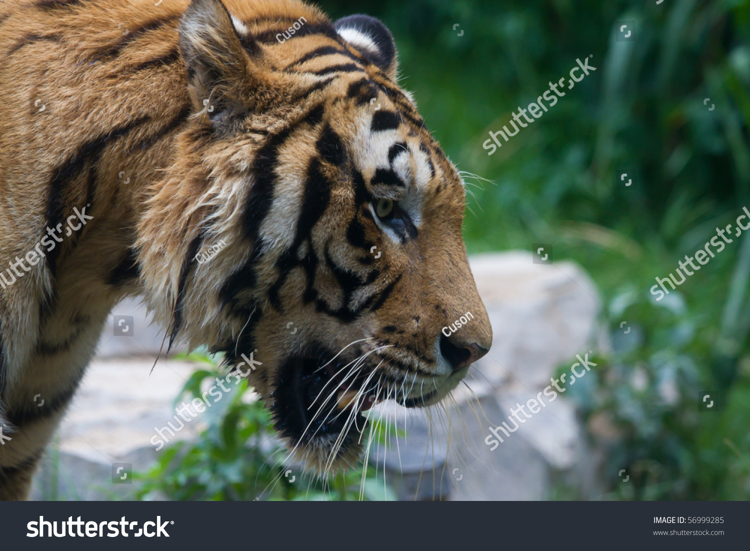 Dangerous Tiger Is Roaring Stock Photo 56999285 : Shutterstock