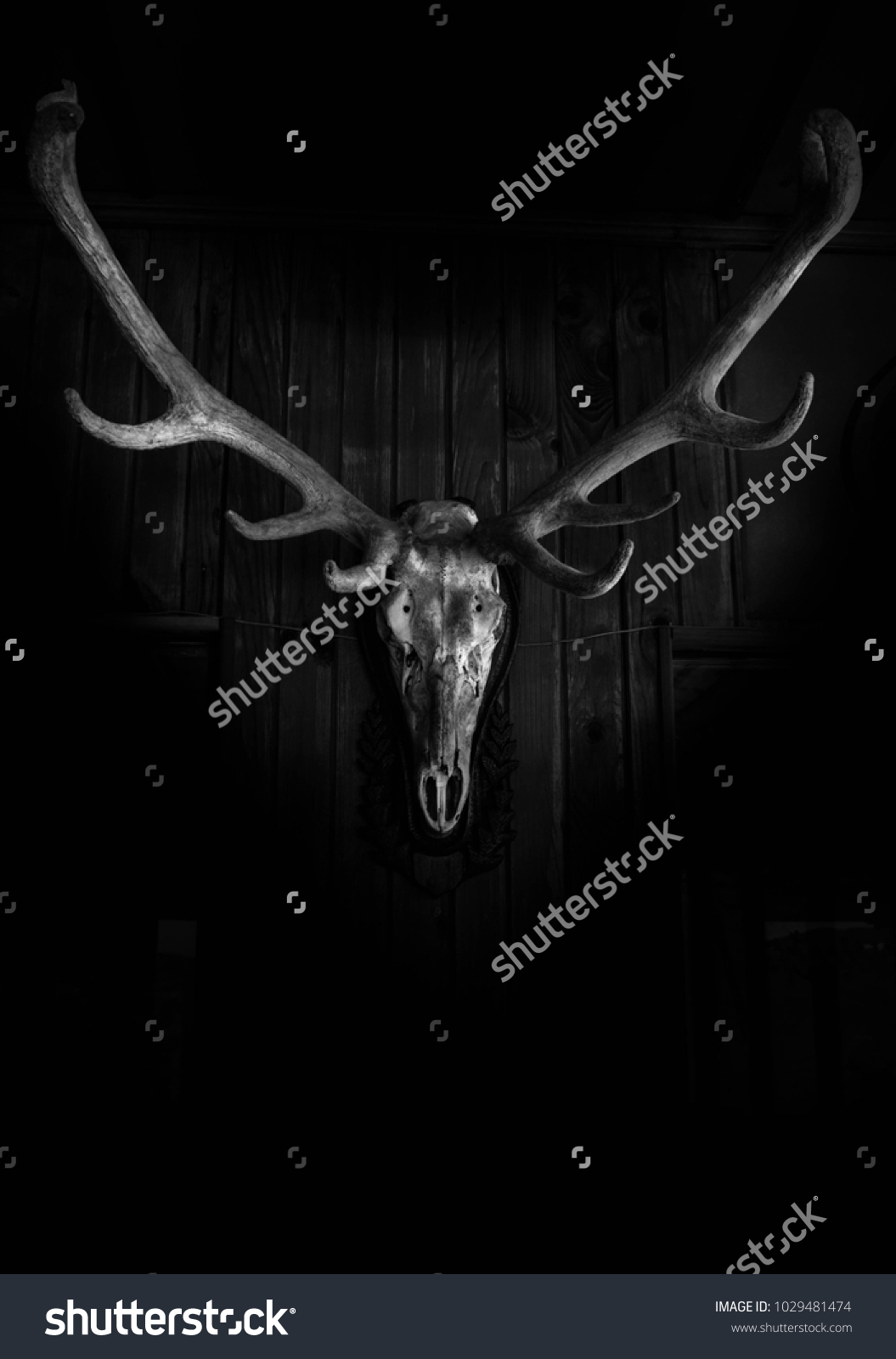 2,794 Deer skull black background Images, Stock Photos & Vectors ...