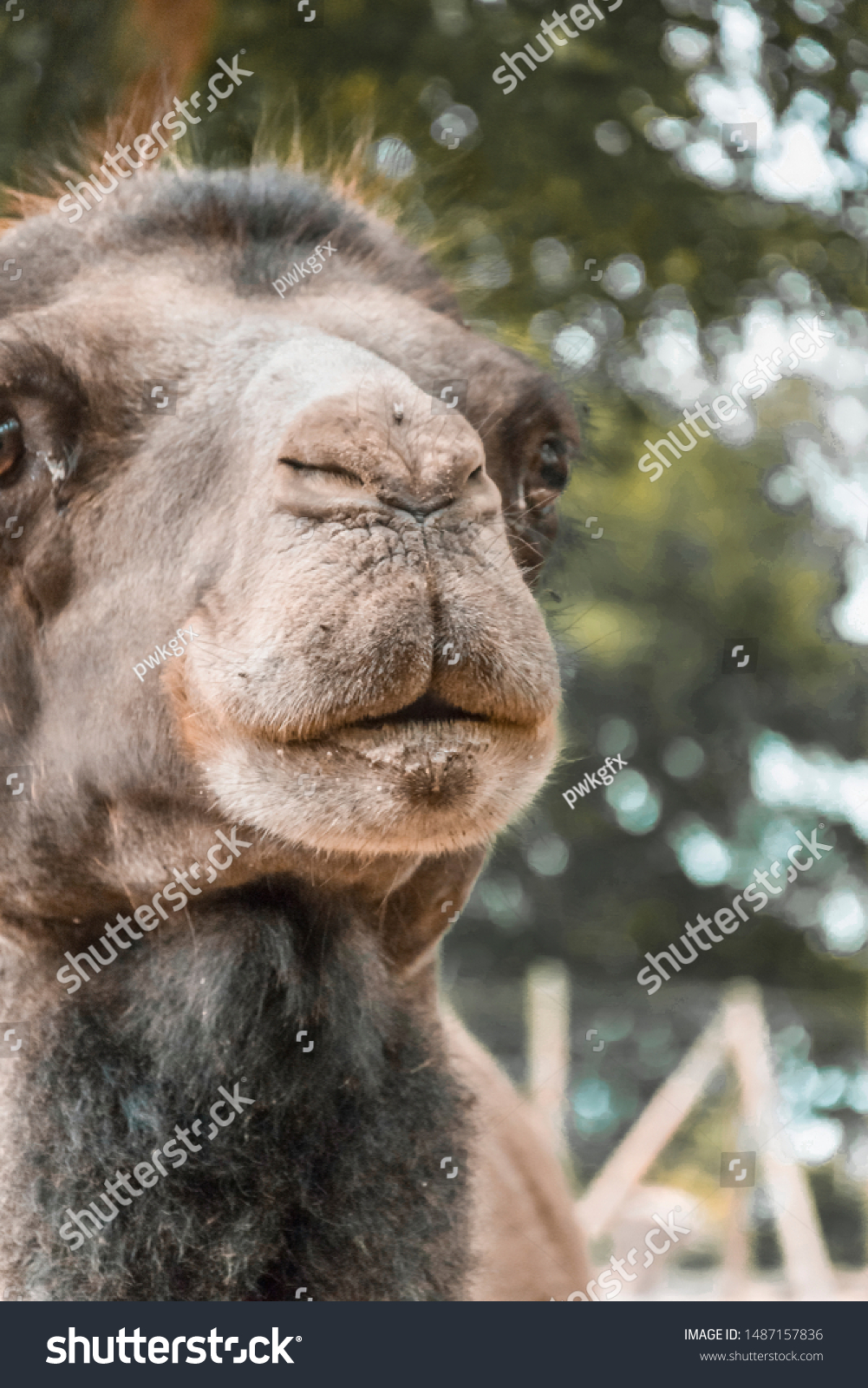 Dark Brown Camel Face Portrait Closeup Stock Photo Edit Now 1487157836