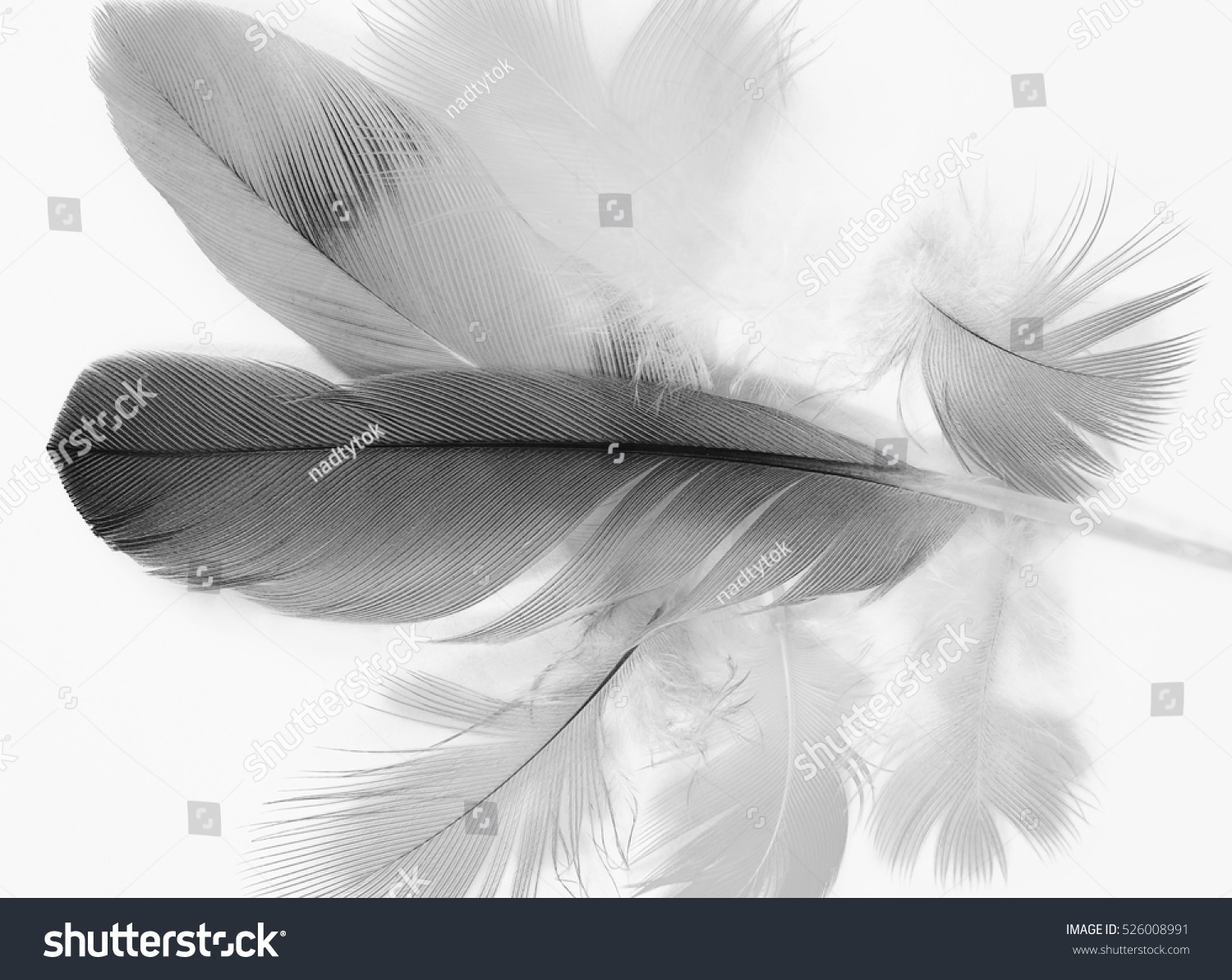 21,517 Dark gray wings Images, Stock Photos & Vectors | Shutterstock