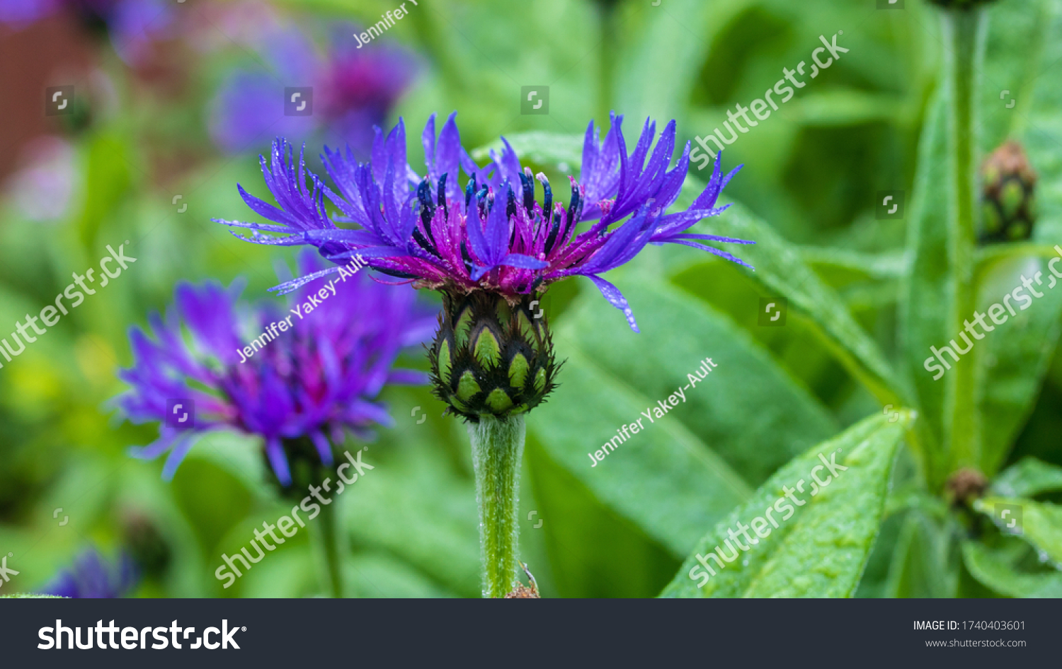 7,455 Bachelor button plant Images, Stock Photos & Vectors | Shutterstock