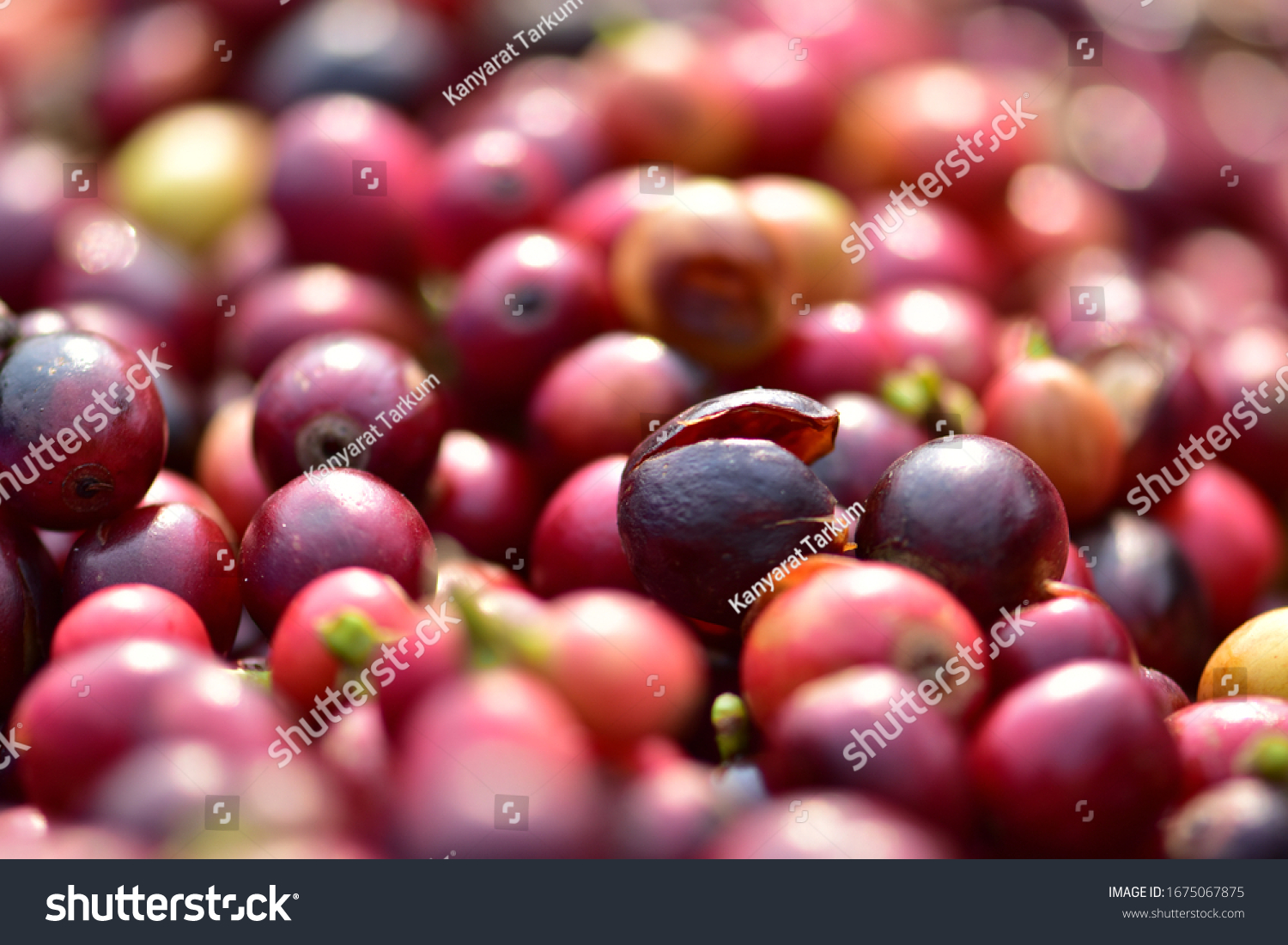 Dark Red Coffee Cherries Collected Coffee Stock Photo 1675067875 Shutterstock