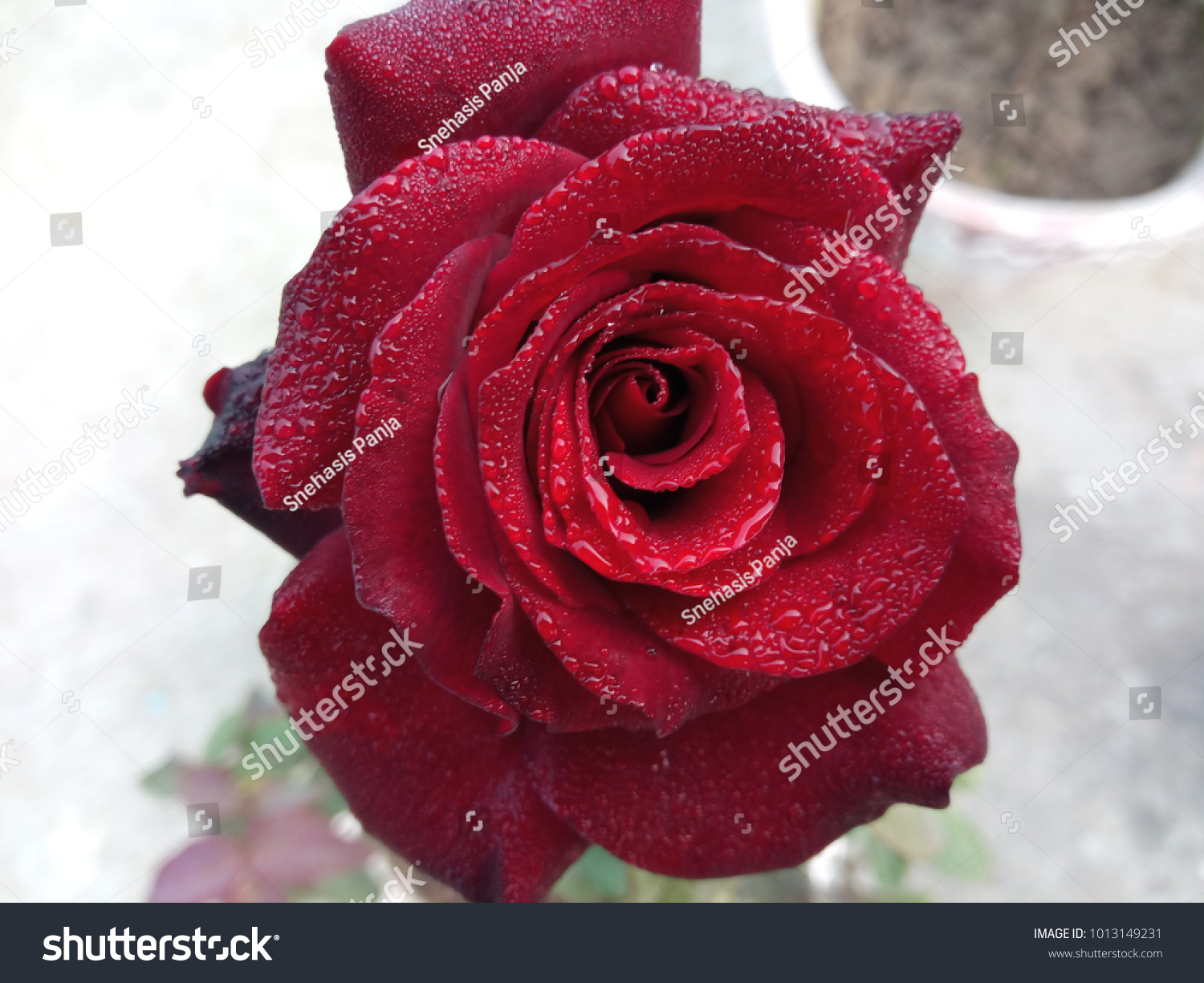 Black roses - a gift from breeders Black roses - a gift from breeders